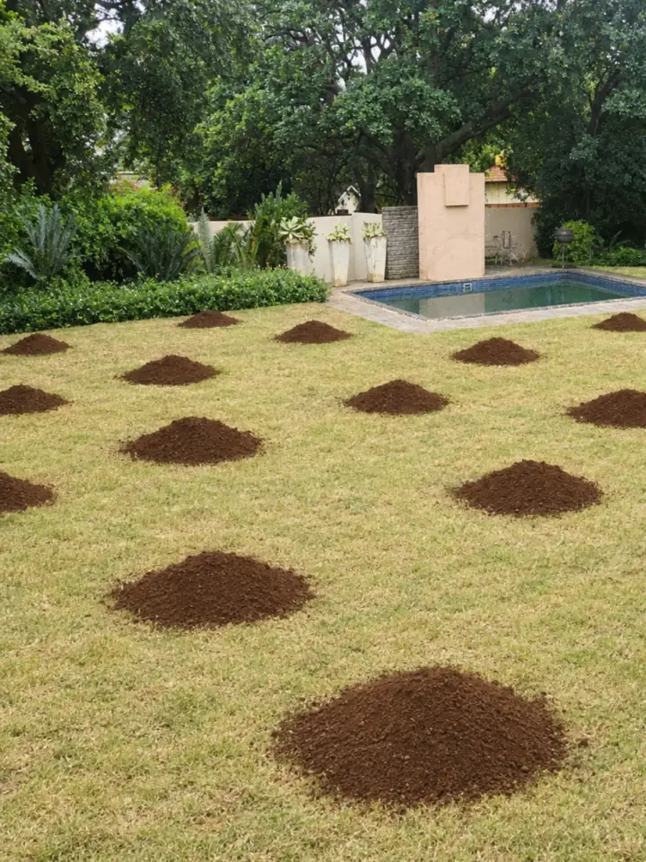 Before: a thin, yellowing lawn with heaps of lawn dressing waiting to be spread.