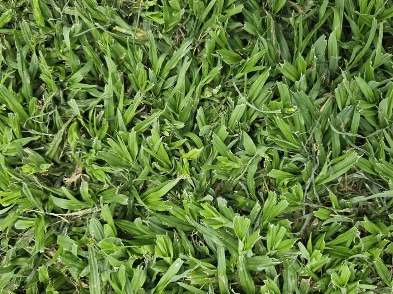 Close-up of LM Berea grass